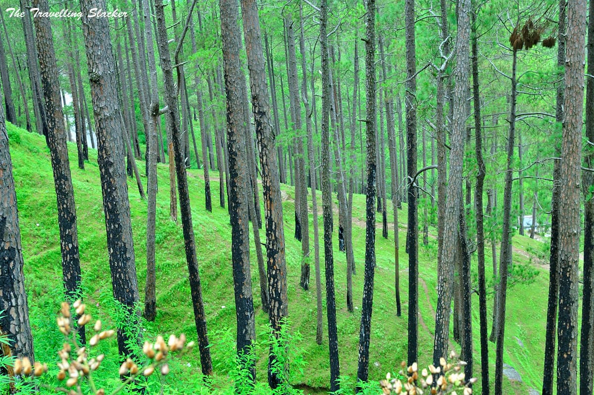 Almora