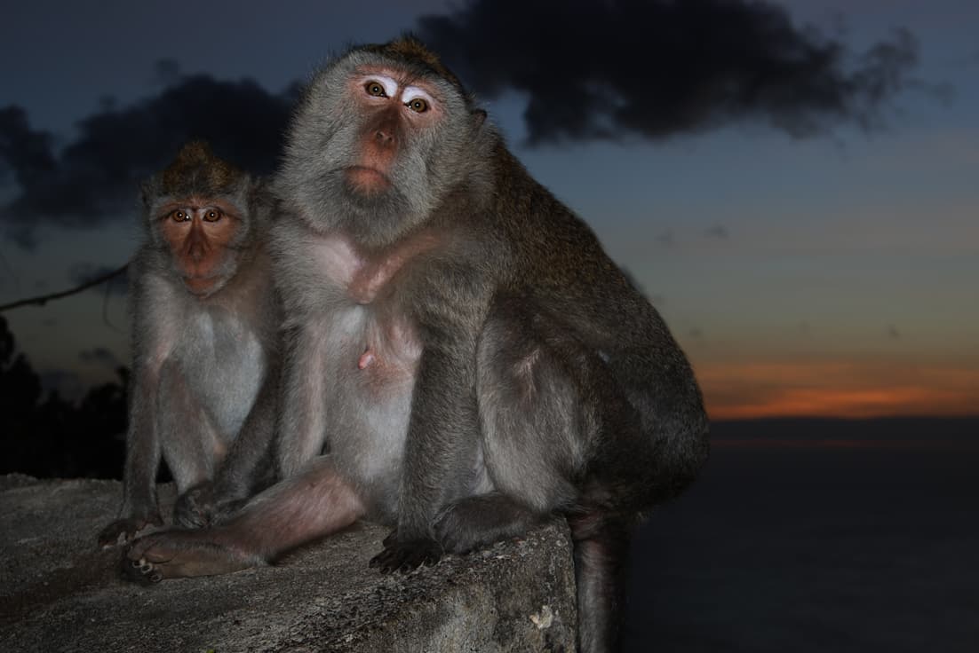 Bali