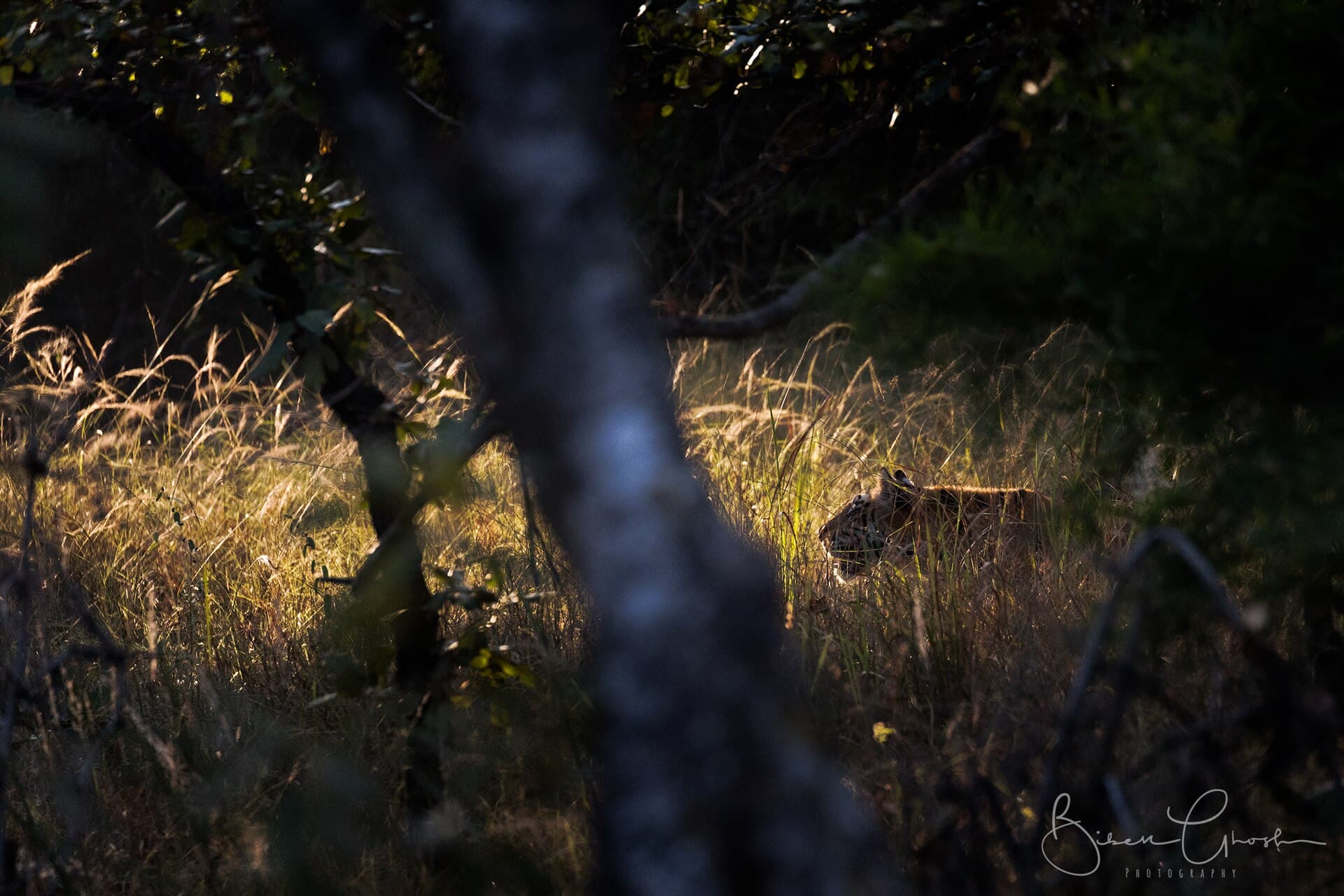 Bandhavgarh