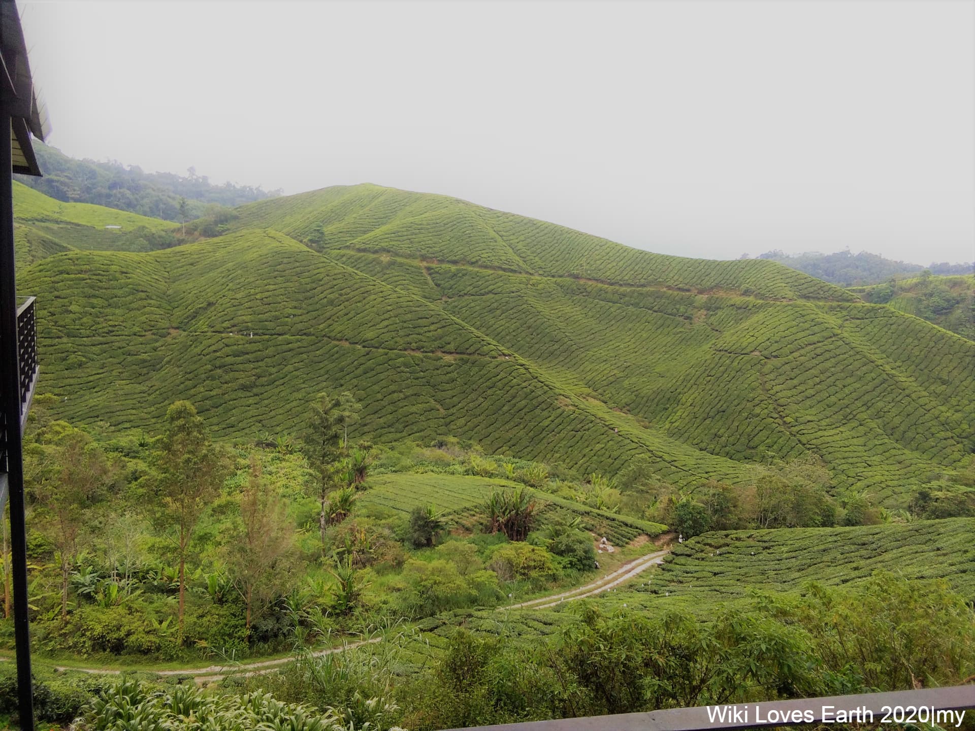 Cameron Highlands