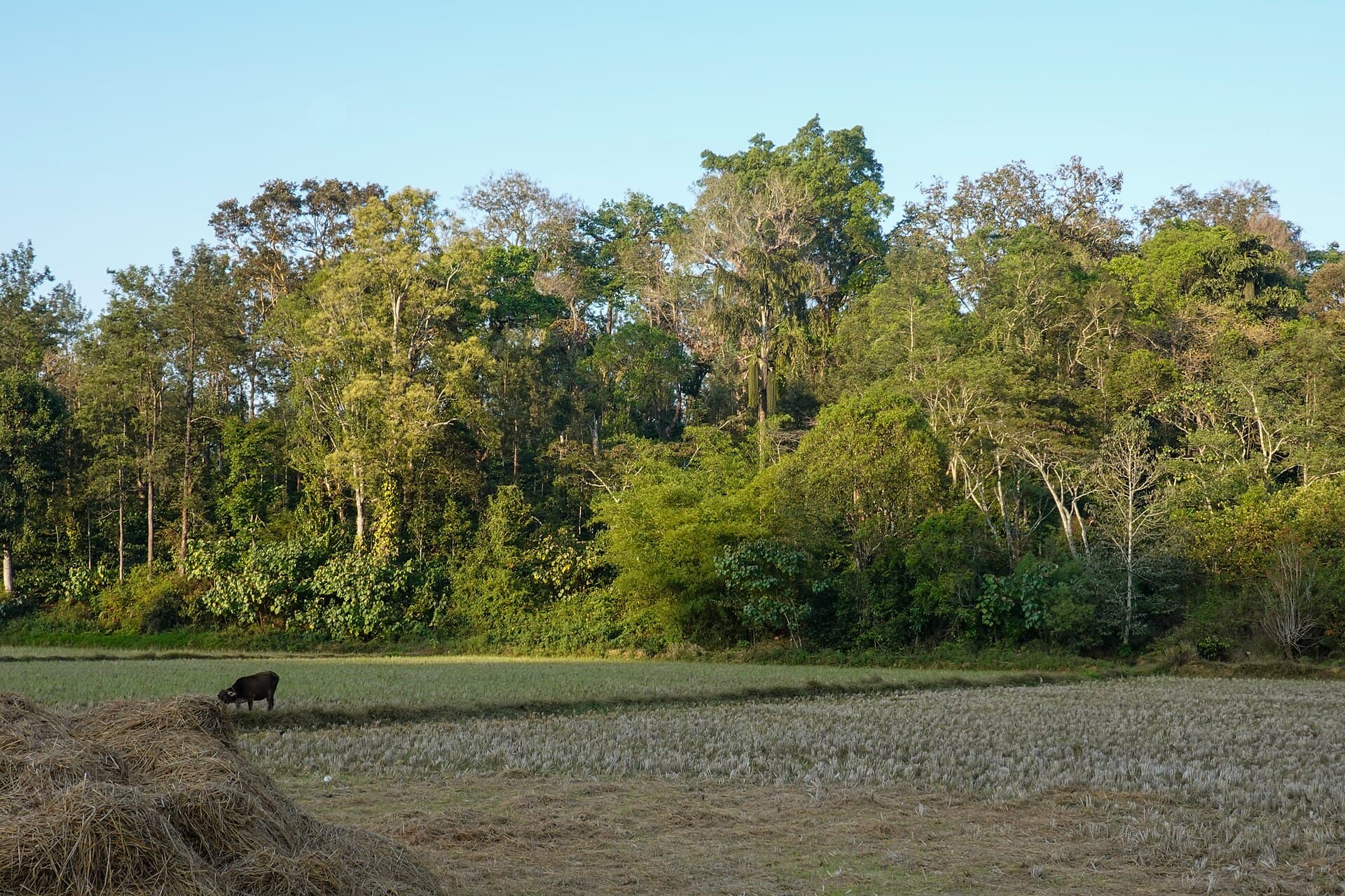 Coorg