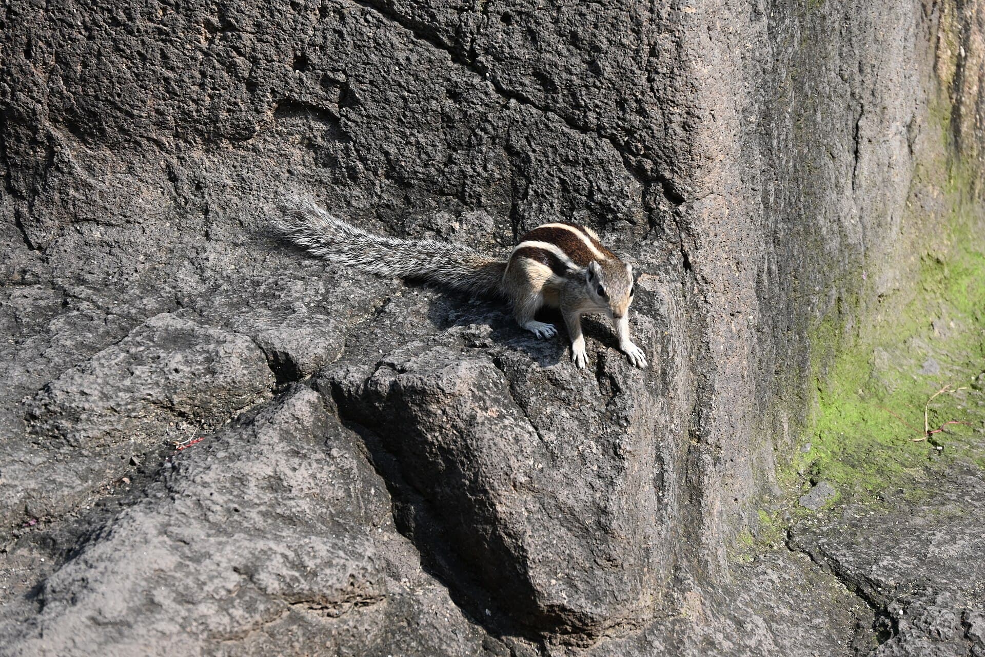 Ellora
