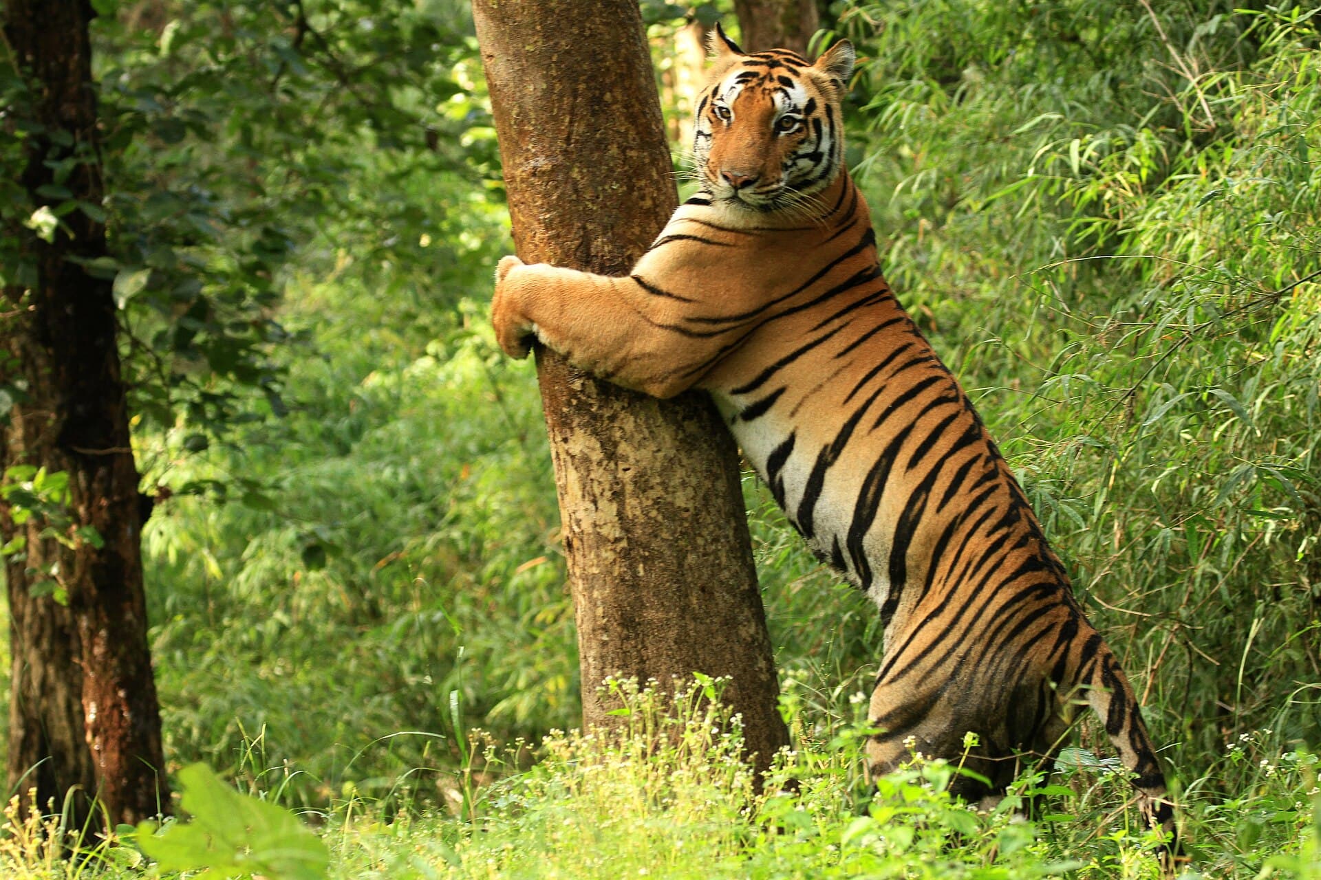 Kanha