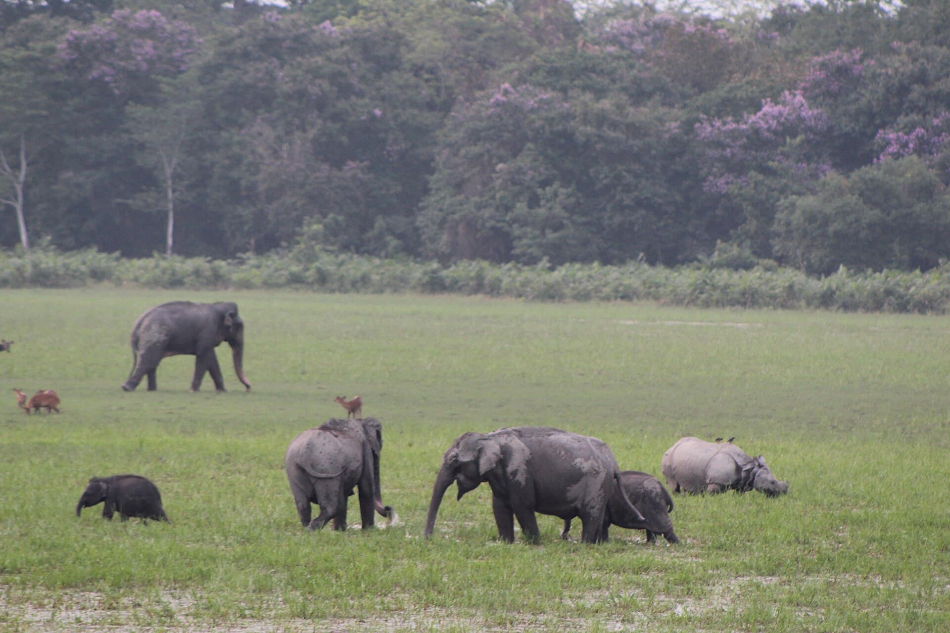 Kaziranga