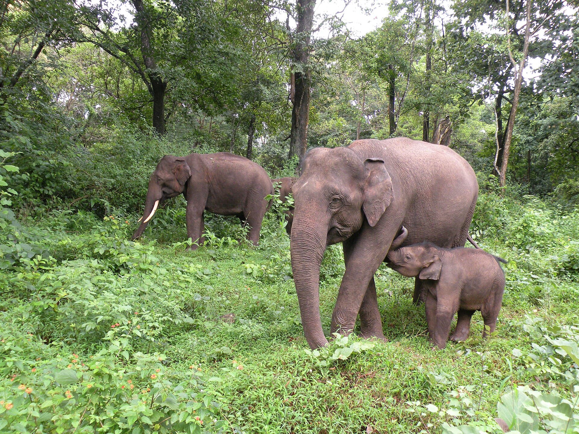 Mudumalai
