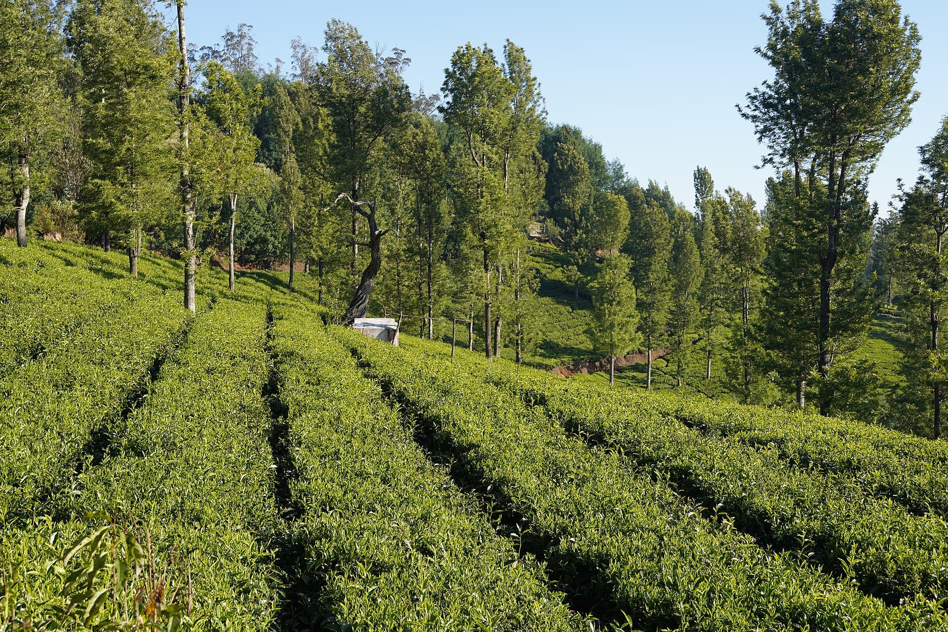 Tea estates near Ooty