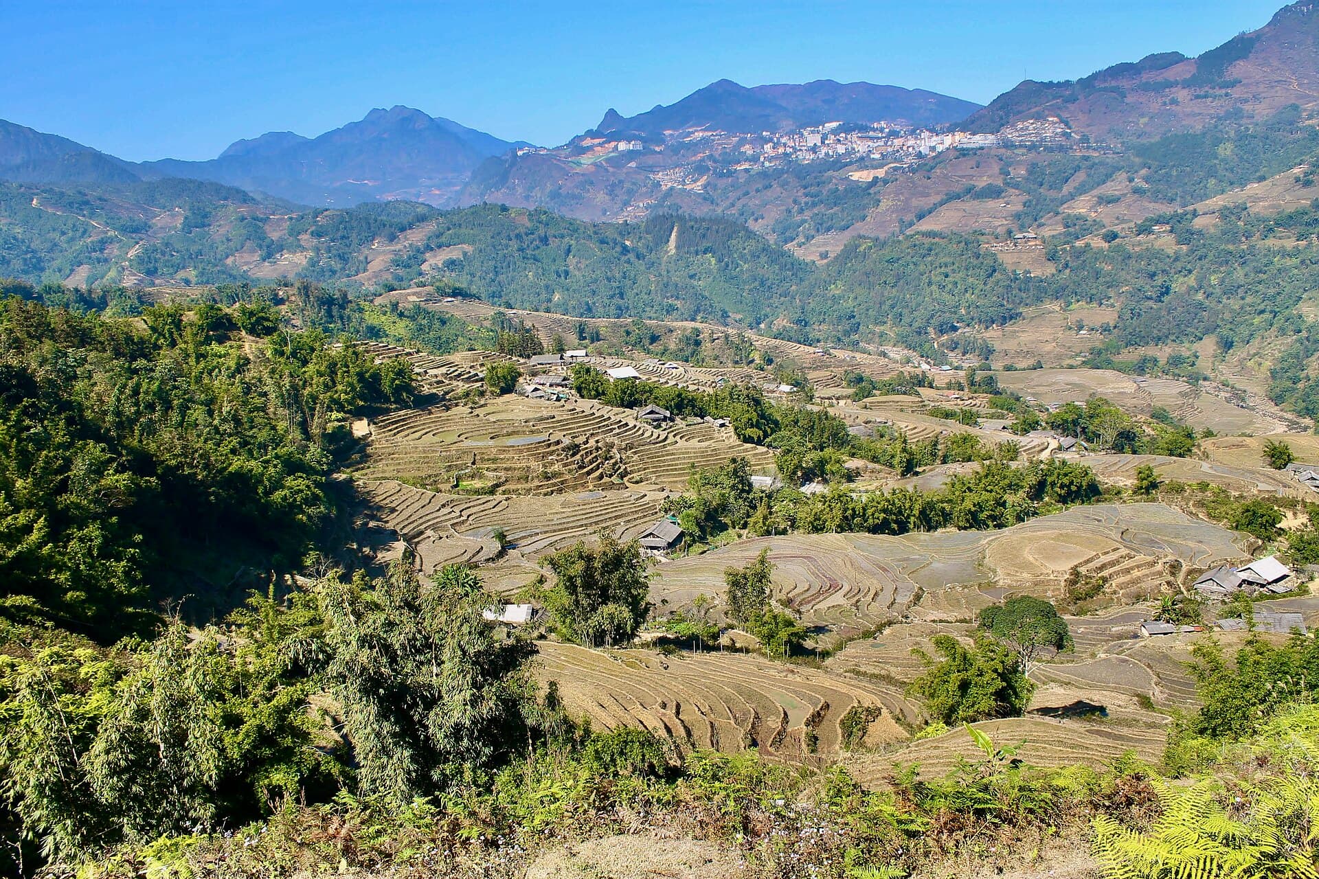 Sapa