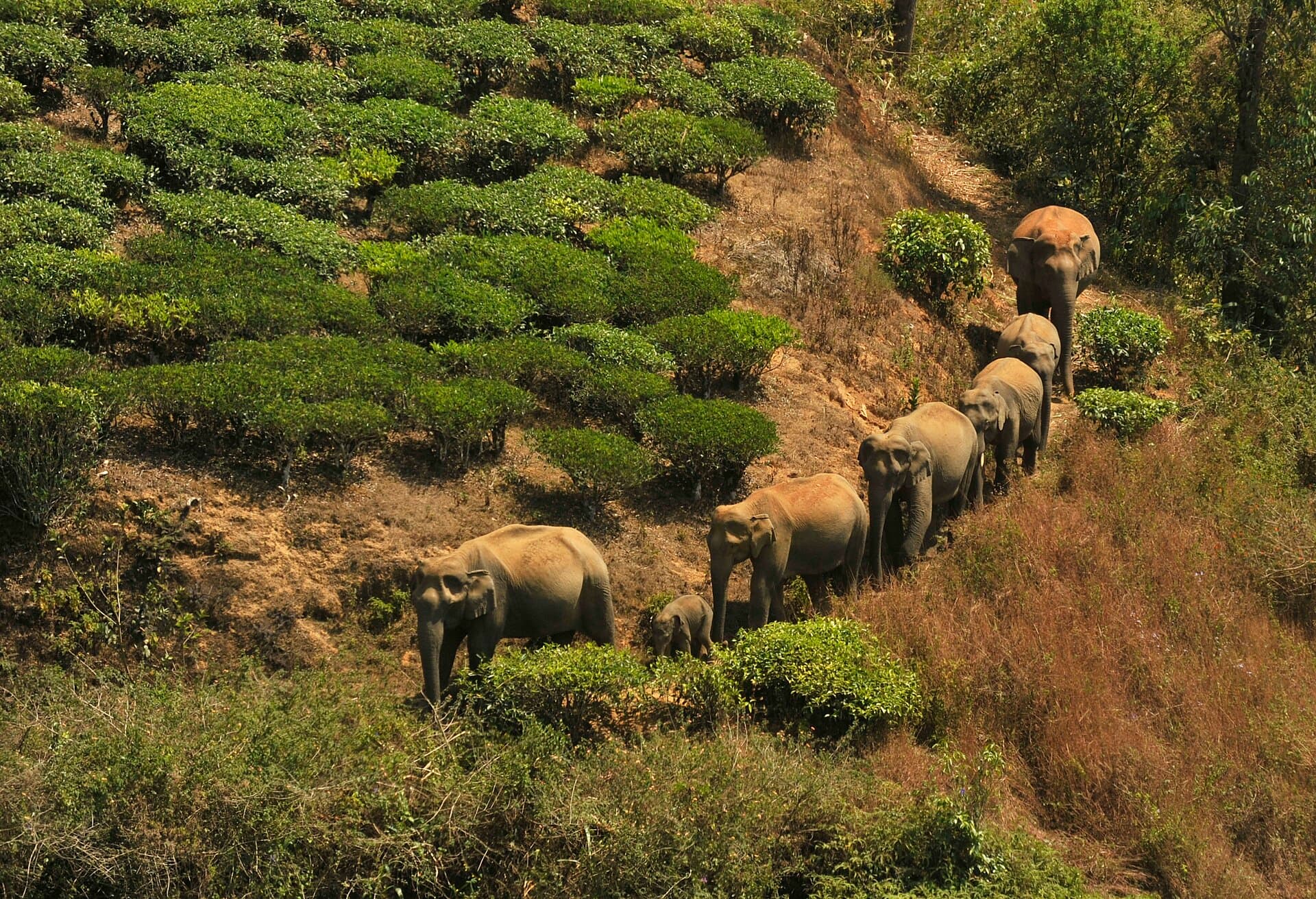 Valparai